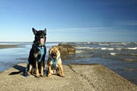 Dog Friendly Beaches in Baytown Texas