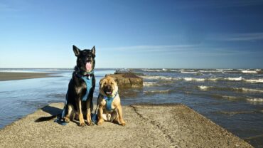 Dog Friendly Beaches in Baytown Texas