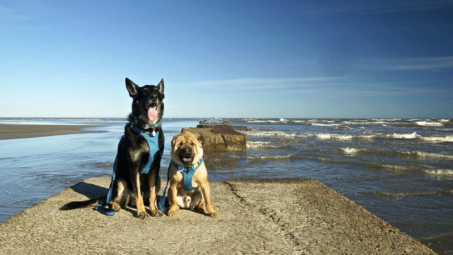 Dog Friendly Beaches in Baytown Texas