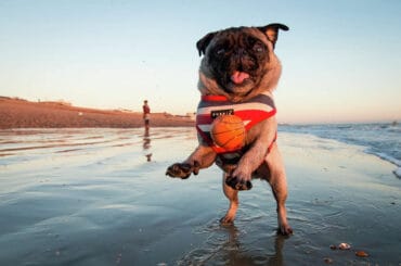 Dog Friendly Beaches in Beaumont Texas