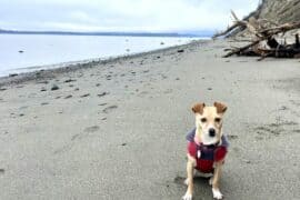 Dog Friendly Beaches in Bellevue Washington