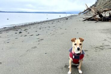 Dog Friendly Beaches in Bellevue Washington