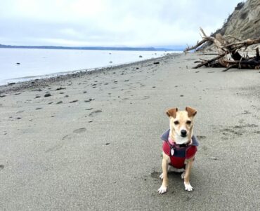 Dog Friendly Beaches in Bellevue Washington