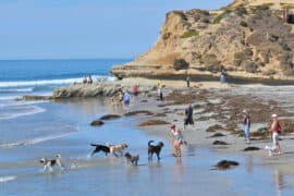 Dog Friendly Beaches in Buena Park California