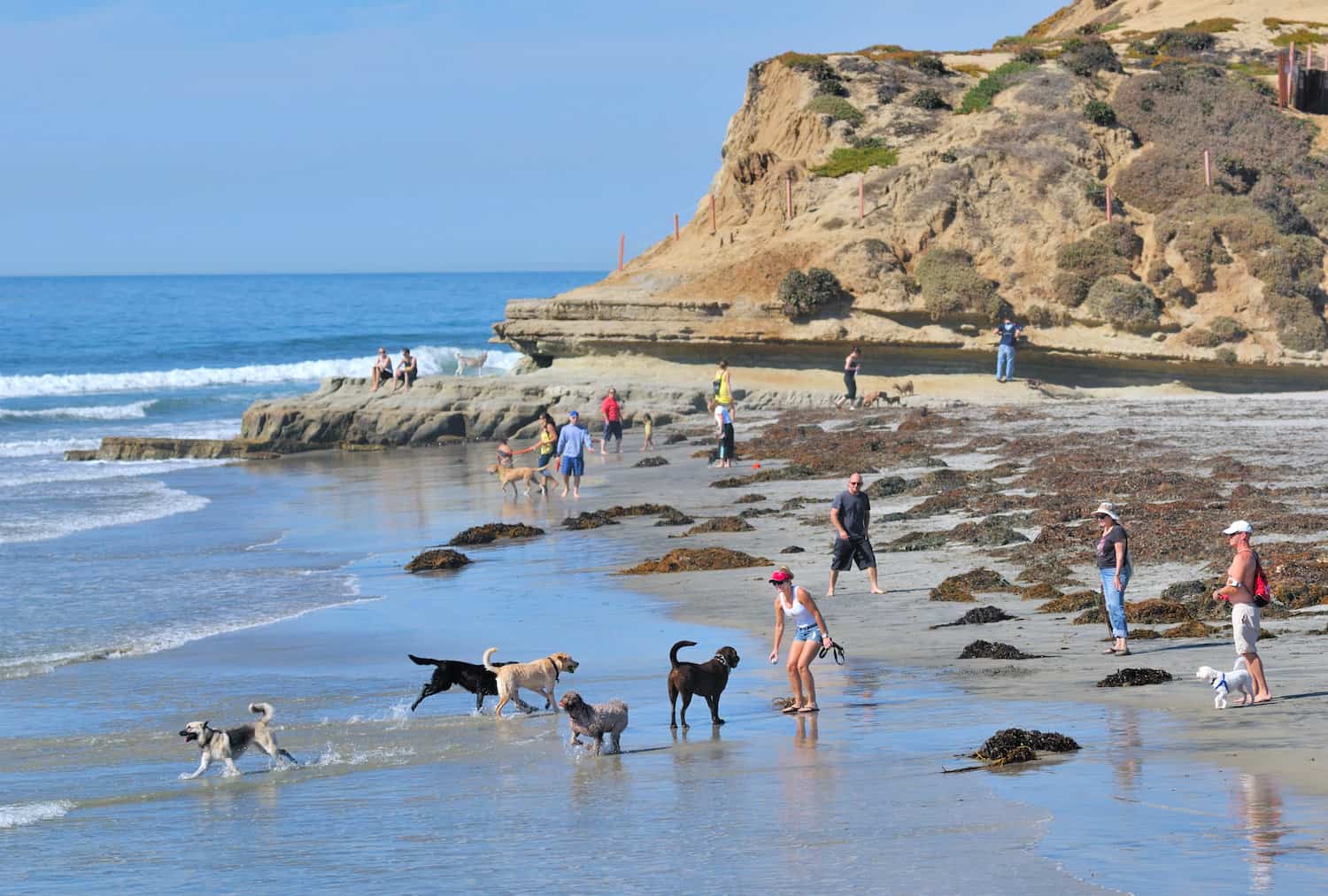 Dog Friendly Beaches in Buena Park California