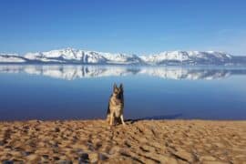 Dog Friendly Beaches in Carson California