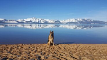 Dog Friendly Beaches in Carson California