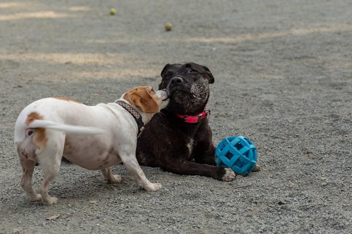 Dog Friendly Beaches in Castro Valley California