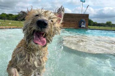 Dog Friendly Beaches in Cedar Park Texas