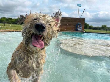 Dog Friendly Beaches in Cedar Park Texas