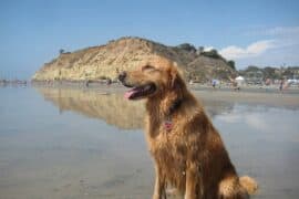 Dog Friendly Beaches in Corona California