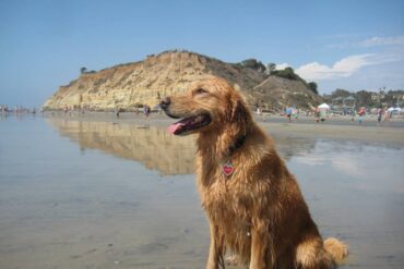 Dog Friendly Beaches in Corona California