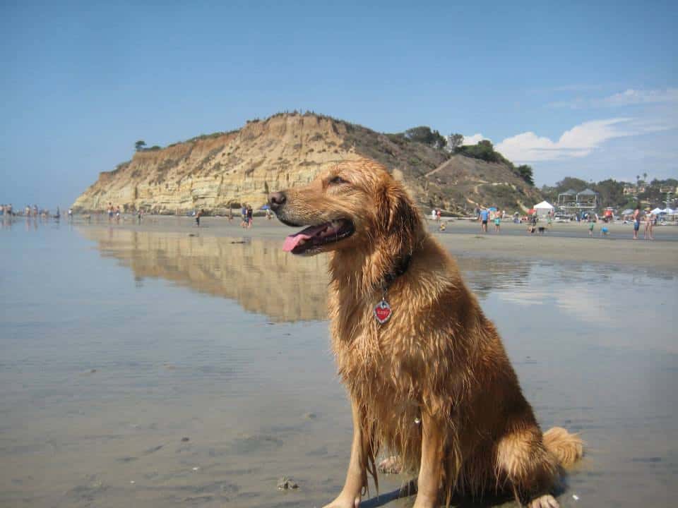 Dog Friendly Beaches in Corona California