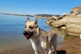 Dog Friendly Beaches in Dallas Texas