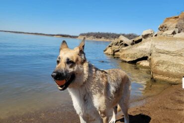 Dog Friendly Beaches in Dallas Texas