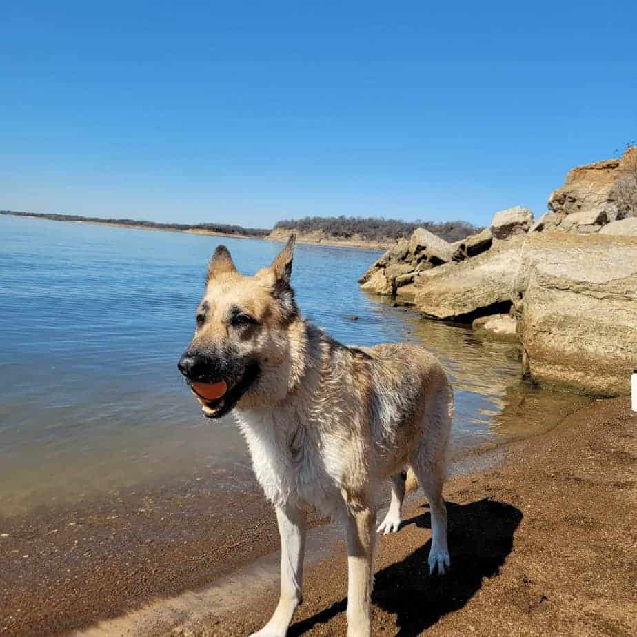 Dog Friendly Beaches in Dallas Texas