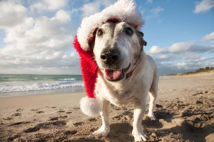 Dog Friendly Beaches in Dublin California