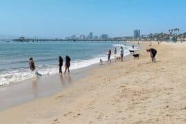 Dog Friendly Beaches in East Los Angeles California