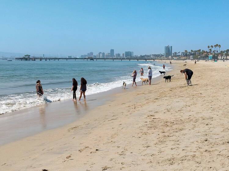 Dog Friendly Beaches in East Los Angeles California