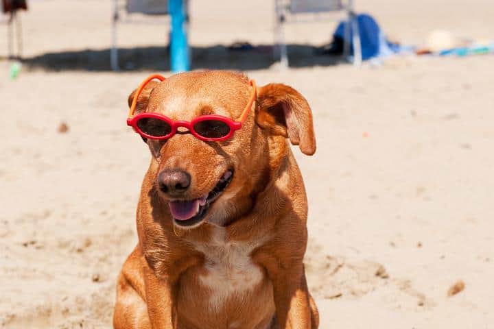 Dog Friendly Beaches in Edinburg Texas