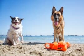 Dog Friendly Beaches in El Paso Texas