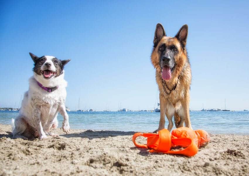 Dog Friendly Beaches in El Paso Texas