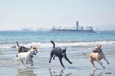 Dog Friendly Beaches in Elk Grove California