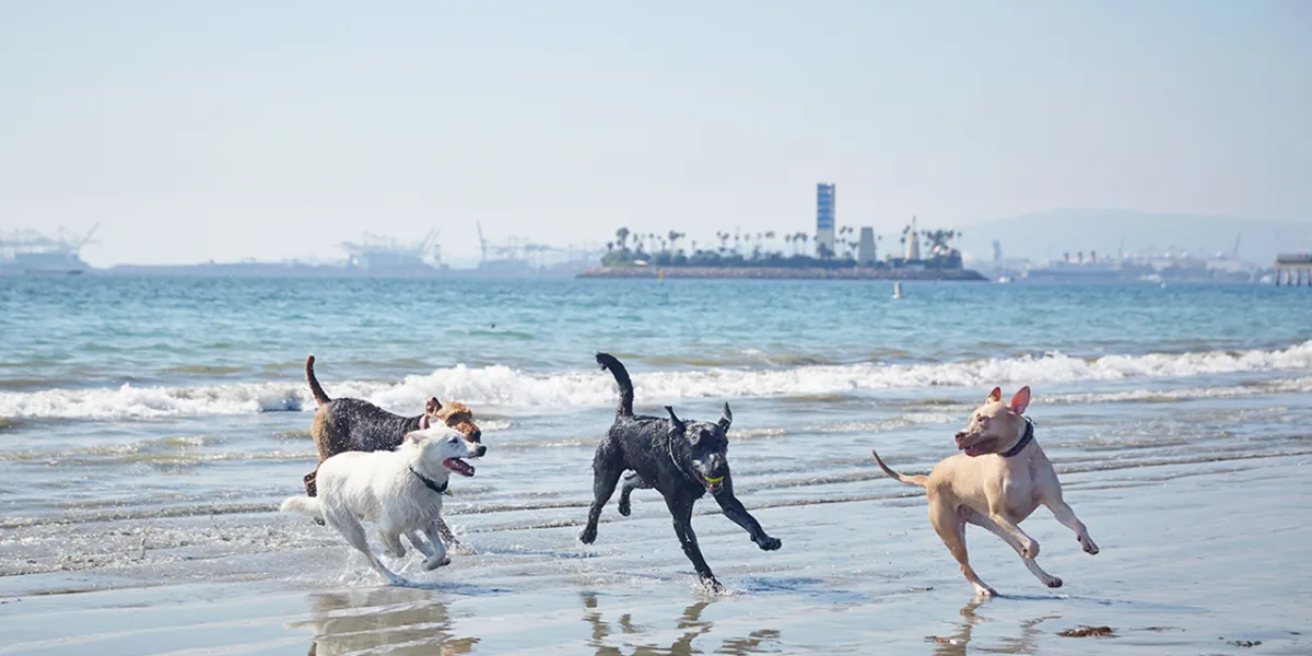 Dog Friendly Beaches in Elk Grove California