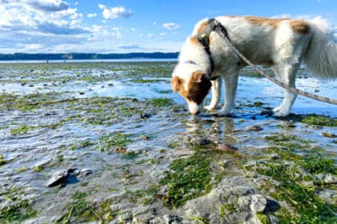 Dog Friendly Beaches in Federal Way Washington