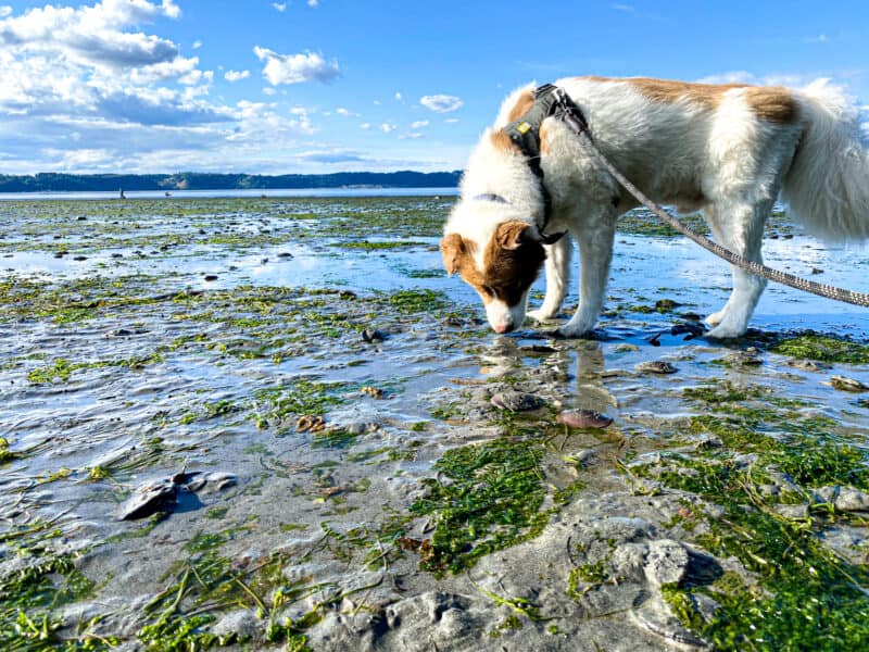 Dog Friendly Beaches in Federal Way Washington