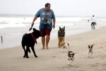 Dog Friendly Beaches in Fontana California