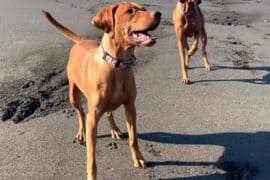 Dog Friendly Beaches in Fremont California