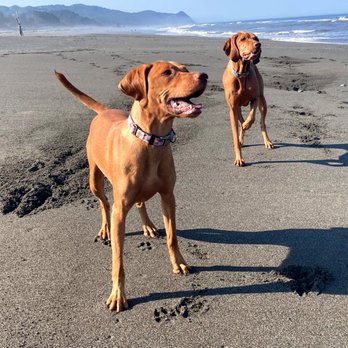 Dog Friendly Beaches in Fremont California