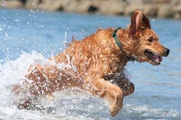 Dog Friendly Beaches in Fresno California