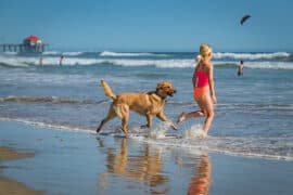 Dog Friendly Beaches in Fullerton California