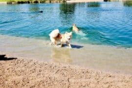 Dog Friendly Beaches in Gilbert Town Arizona