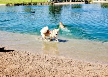 Dog Friendly Beaches in Gilbert Town Arizona