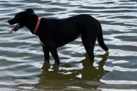 Dog Friendly Beaches in Houston Texas