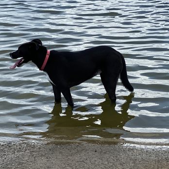 Dog Friendly Beaches in Houston Texas