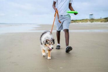 Dog Friendly Beaches in Johns Creek Georgia