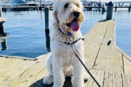 Dog Friendly Beaches in Kirkland Washington