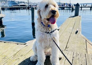 Dog Friendly Beaches in Kirkland Washington