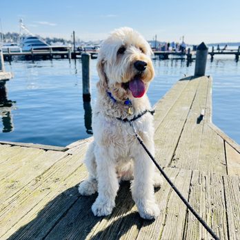 Dog Friendly Beaches in Kirkland Washington