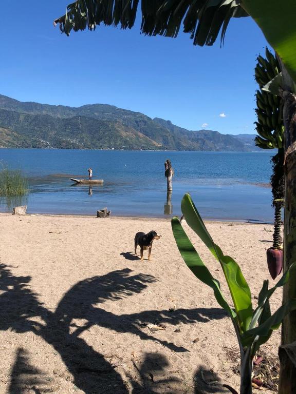 Dog Friendly Beaches in Lake Elsinore California