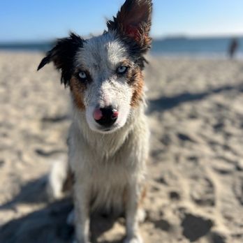 Dog Friendly Beaches in Lakewood California