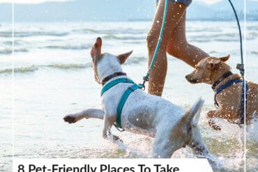 Dog Friendly Beaches in Macon-Bibb County, Georgia