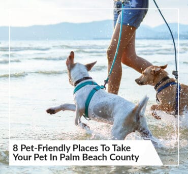 Dog Friendly Beaches in Macon-Bibb County, Georgia