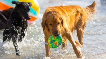 Dog Friendly Beaches in Madera California