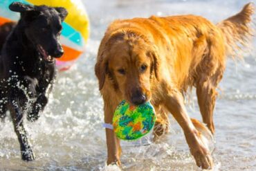 Dog Friendly Beaches in Madera California