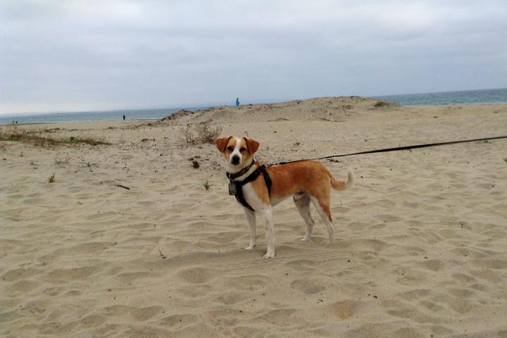 Dog Friendly Beaches in Manteca California